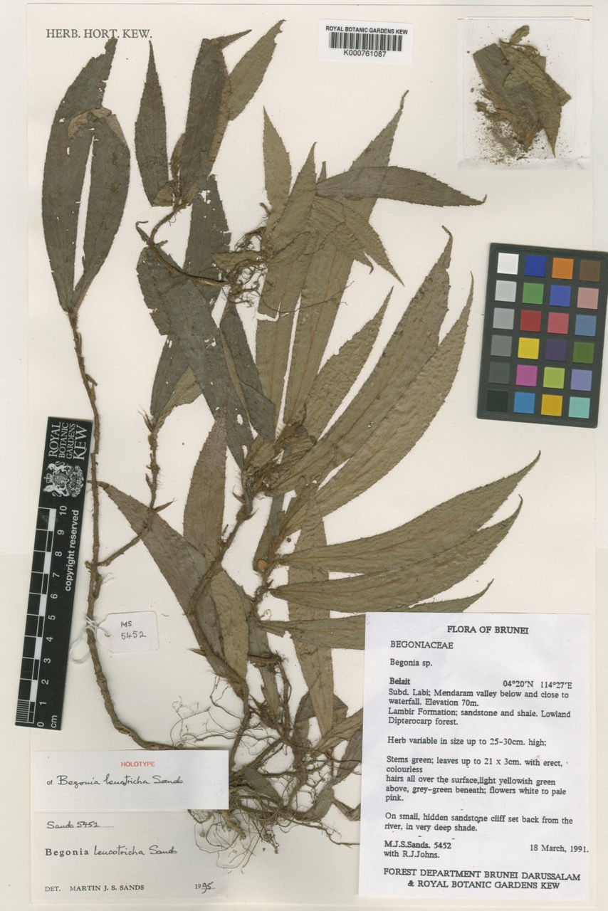 B. leucotricha
